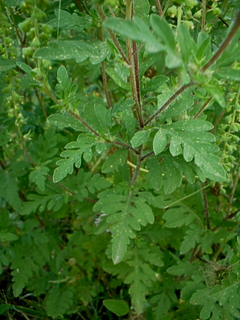 Ambrosia artemisiifolia ... per i non allergici